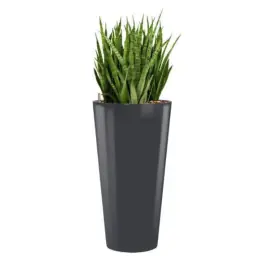 Sansevieria Kirkii hydrocultuur in Runner rond antraciet - Nog enkele stuks