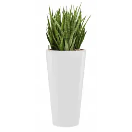 Net toegevoegd - Sansevieria Kirkii hydrocultuur in Runner rond wit