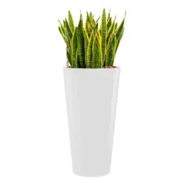 Sansevieria Laurentii hydrocultuur in Runner rond wit - Premium