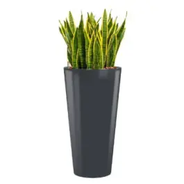 Premiumkwaliteit | Sansevieria Laurentii hydrocultuur in Runner rond antraciet