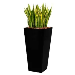 Sale | Sansevieria Laurentii hydrocultuur in Runner vierkant zwart