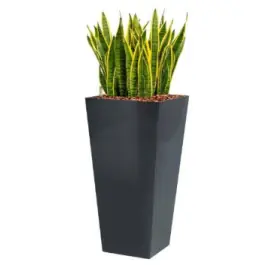 Sansevieria Laurentii hydrocultuur in Runner vierkant antraciet - Vanaf nu beschikbaar