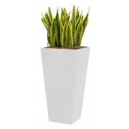Online bestelbaar - Sansevieria Laurentii hydrocultuur in Runner vierkant wit