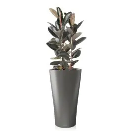 Topdeal - Ficus Abidjan in watergevende Delta antraciet