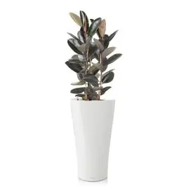 Ficus Abidjan in watergevende Delta wit - Nieuw