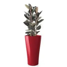 Ficus Abidjan in watergevende Delta rood | Topproduct
