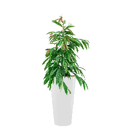 Hoge kwaliteit - Ficus Amstel King hydrocultuur in Runner rond wit