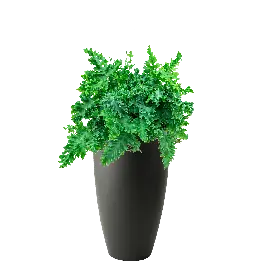 Nog maar een paar beschikbaar | Phlebodium Davana in Pure Soft hoog antraciet