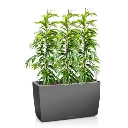 Direct van de fabrikant | Ficus Amstel King in watergevende Cararo antraciet