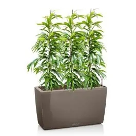 Superprijs | Ficus Amstel King in watergevende Cararo taupe