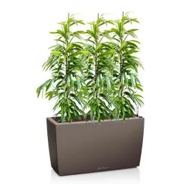 Ficus Amstel King in watergevende Cararo bruin | Direct bestellen
