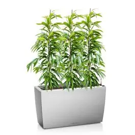 Ficus Amstel King in watergevende Cararo zilver - Snelle verzending