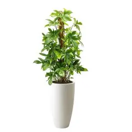 Bestseller | Philodendron Pedatum in Pure Soft hoog wit