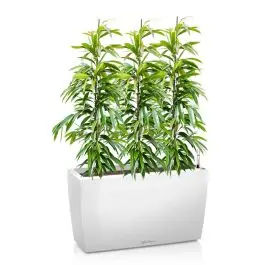 Ficus Amstel King in watergevende Cararo wit - Aanrader