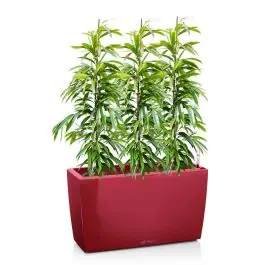 Ficus Amstel King in watergevende Cararo rood | Verlaagde prijs
