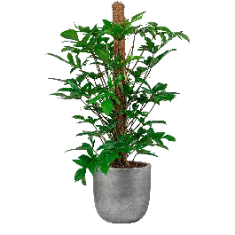 Philodendron Pedatum in Lux Retro Egg zilver | Nieuw in het assortiment