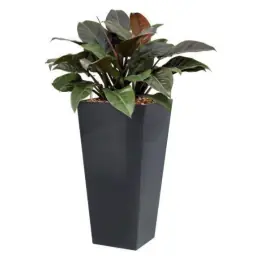 Philodendron Imperial Red hydrocultuur in Runner vierkant antraciet | Bespaar nu