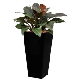 Veel voordeel | Philodendron Imperial Red hydrocultuur in Runner vierkant zwart
