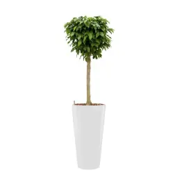 Ficus op stam hydrocultuur in Runner rond wit | Makkelijk bestellen