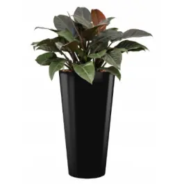Populair bij klanten | Philodendron Imperial Red hydrocultuur in Runner rond zwart