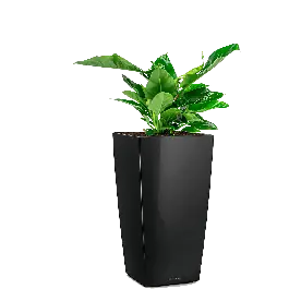 Philodendron Imperial Green in watergevende Cubico zwart - Veilig betalen