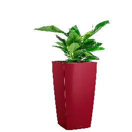 Klantfavoriet | Philodendron Imperial Green in watergevende Cubico rood