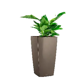 Deal | Philodendron Imperial Green in watergevende Cubico taupe