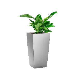 Philodendron Imperial Green in watergevende Cubico zilver | Nog enkele stuks