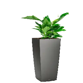 Philodendron Imperial Green in watergevende Cubico antraciet - Zolang de voorraad strekt