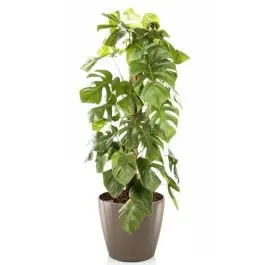 Monstera Deliciosa mosstok in watergevende Classico taupe | Actie loopt bijna af