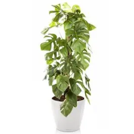 Monstera Deliciosa mosstok in watergevende Classico wit | Koop vandaag