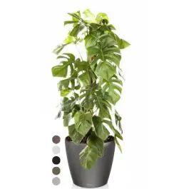 Bestel vandaag | Monstera Deliciosa mosstok in watergevende Classico antraciet