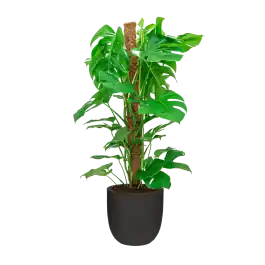 Monstera Deliciosa mosstok in Urban Smooth Egg Planter zwart | Online kopen