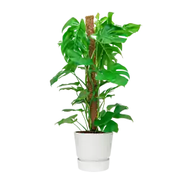 Monstera Deliciosa mosstok in Greenville wit - Nu beschikbaar