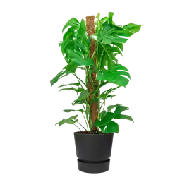 Klaar voor verzending | Monstera Deliciosa mosstok in Greenville zwart