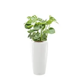 Tijdelijke actie | Monstera Deliciosa in watergevende Rondo wit