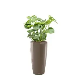 Nieuw gelanceerd | Monstera Deliciosa in watergevende Rondo taupe