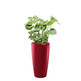 Monstera Deliciosa in watergevende Rondo rood | Premiumkwaliteit
