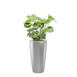 Nu beschikbaar - Monstera Deliciosa in watergevende Rondo zilver