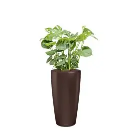 Sale - Monstera Deliciosa in watergevende Rondo bruin