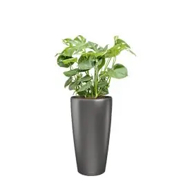 Outlet - Monstera Deliciosa in watergevende Rondo antraciet