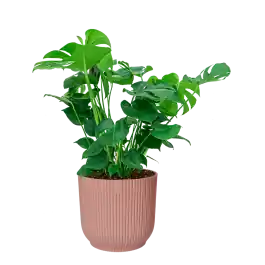 Monstera Deliciosa in Vibes roze - Nog maar enkele beschikbaar