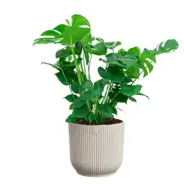 Actieprijs - Monstera Deliciosa in Vibes wit