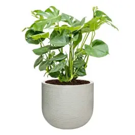 Op voorraad | Monstera Deliciosa in Ribbed Cody cement