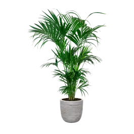 Deal | Kentia Howea XXL in Nature Rib Egg Planter wit