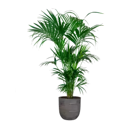 Nieuw - Kentia Howea XXL in Nature Rib Egg Planter antraciet