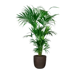 Rechtstreeks van de fabrikant | Kentia Howea XXL in Nature Rib Egg Planter bruin