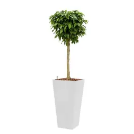 Net binnen - Ficus op stam hydrocultuur in Runner vierkant wit