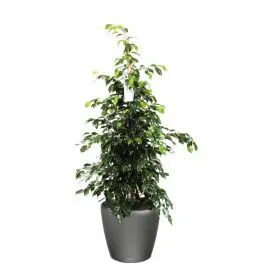 Ficus Benjamina in watergevende Classico antraciet | Expreslevering