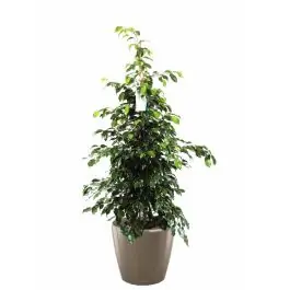 Extra voordeel | Ficus Benjamina in watergevende Classico taupe